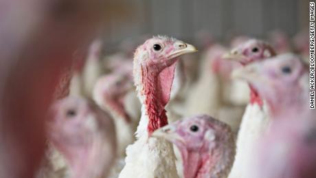 Why Thanksgiving turkeys will be smaller this year