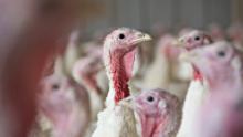 Why Thanksgiving turkeys will be smaller this year