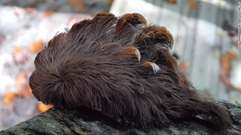 There have been multiple sightings of a hairy, venomous caterpillar in Virginia