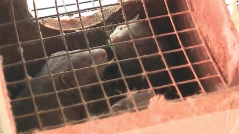 Deadly Covid-19 outbreak hits mink farm in Wisconsin