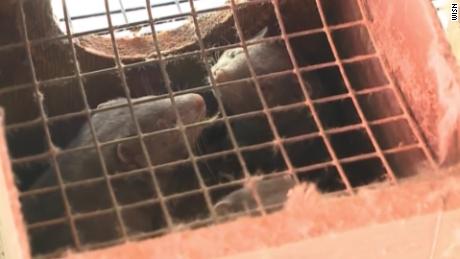 10,000 mink are dead in Covid-19 outbreaks at US fur farms after virus believed spread by humans