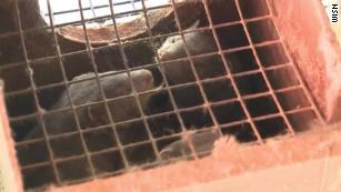 10,000 mink are dead in Covid-19 outbreaks at US fur farms after virus believed spread by humans