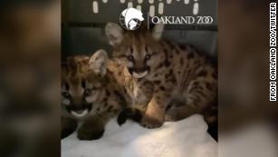 Oakland Zoo takes in two more mountain lion cubs rescued from a California wildfire