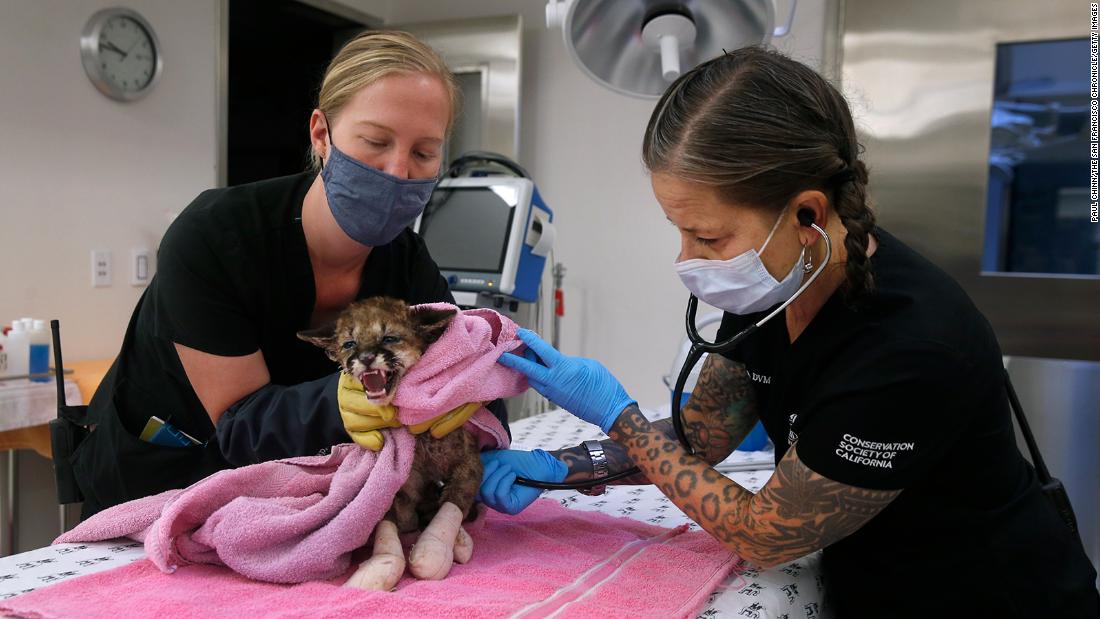 Dr. Alex Herman, right, and veterinary technician Linden West examine &lt;a href=&quot;http://www.cnn.com/2020/10/01/us/mountain-lion-cub-rescued-california-zogg-fire/index.html&quot; target=&quot;_blank&quot;&gt;Captain Cal,&lt;/a&gt; a 6-week-old mountain lion cub recovering from severe burn injuries at the Oakland Zoo Hospital in Oakland, California. The zoo later took in &lt;a href=&quot;http://www.cnn.com/2020/10/11/us/oakland-zoo-mountain-lion-rescued-from-wildfire-trnd/index.html&quot; target=&quot;_blank&quot;&gt;two more cubs rescued&lt;/a&gt; from the same fire.