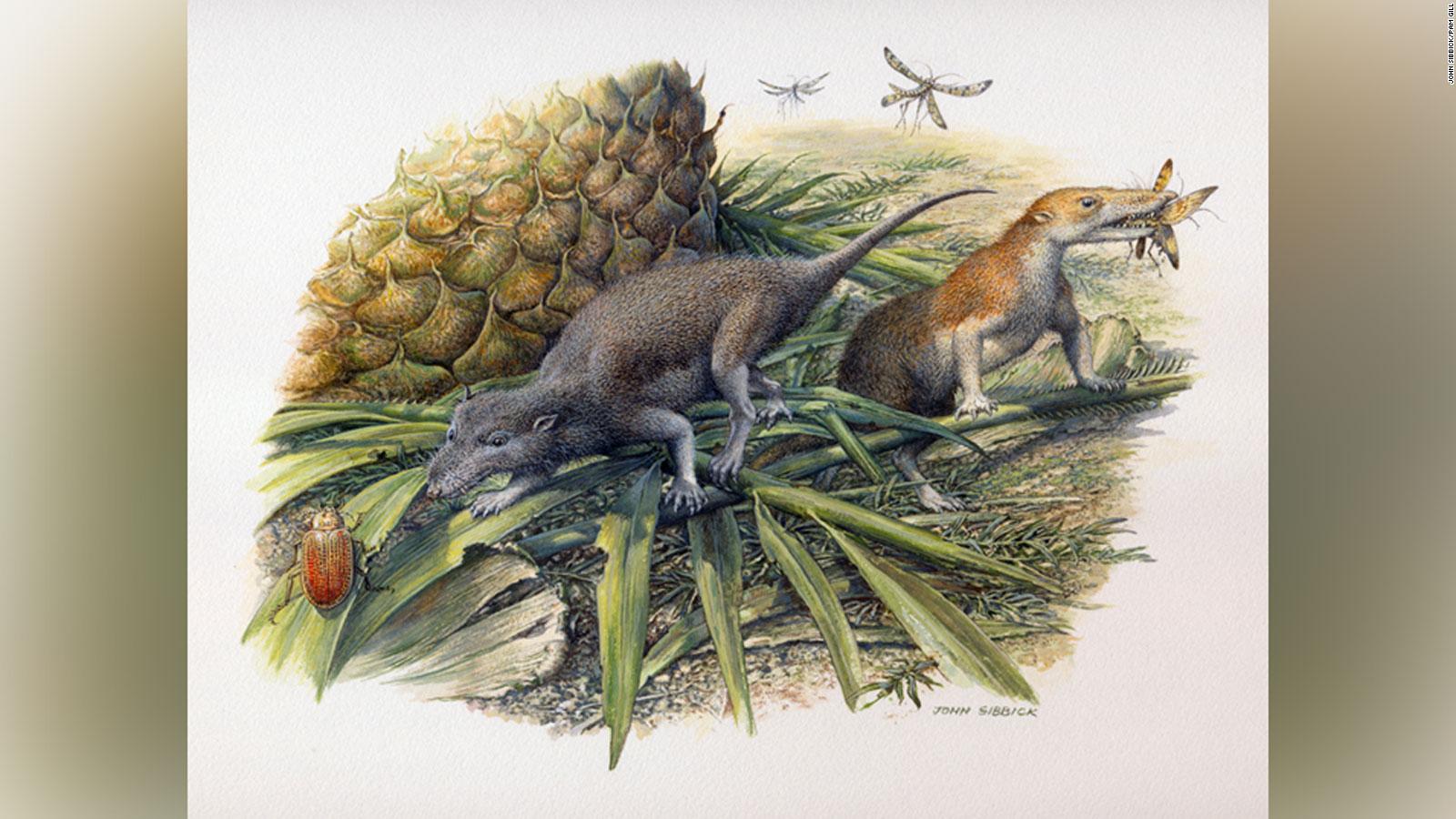 Earth's first mammals lived much longer than their modern counterparts