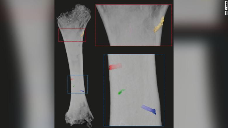 Measuring the blood vessels in this reconstructed fossilized femur belonging to a Morganucodon let the scientists estimate how much blood could supply the bone during exercise.