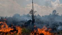 &lt;a href=&quot;https://www.cnn.com/interactive/2019/11/asia/borneo-climate-bomb-intl-hnk/&quot;&gt;Borneo is burning: How the world&#39;s demand for palm oil is driving deforestation in Indonesia&lt;/a&gt;
