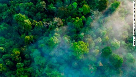 This aerial picture taken from a drone on January 9, 2019 shows trees in the Leuser ecosystem rainforest in the Subulussalam district, Aceh province. 