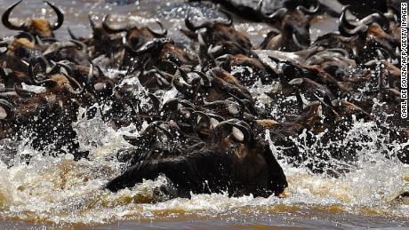 A massive animal migration is still happening in the Maasai Mara. But the pandemic means few can see it