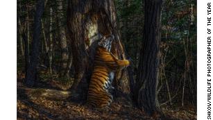 Wildlife Photographer of the Year winners revealed, with tiger image scooping top prize