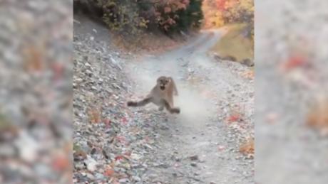Utah hiker stalked by a cougar for 6 minutes while he sloooowly backed away