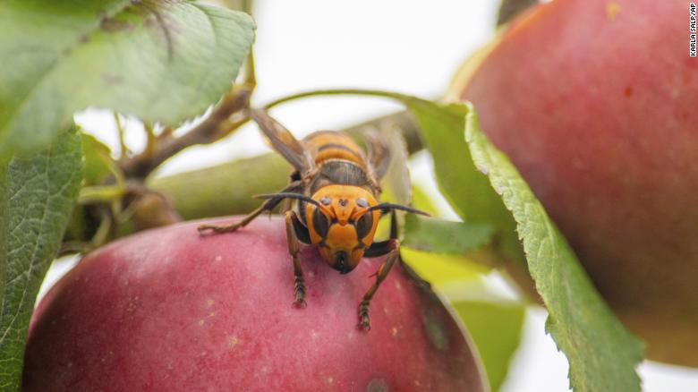 The captured Asian giant hornet on the apple tree.
