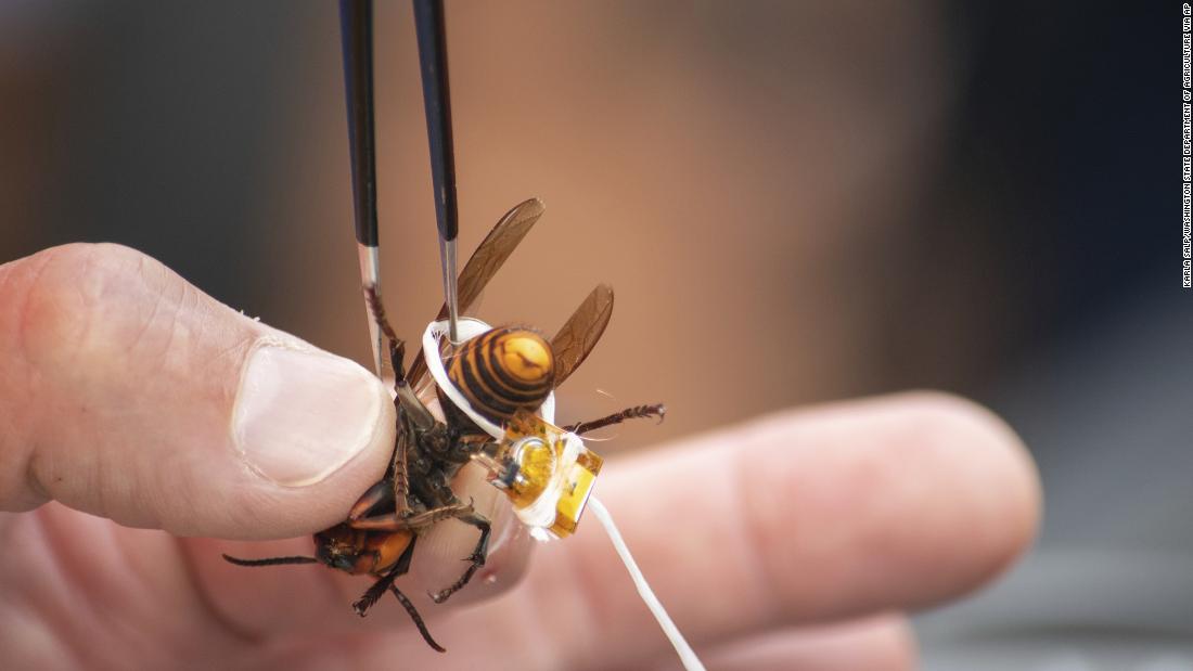 Second giant 'murder hornet' escapes after it was captured by