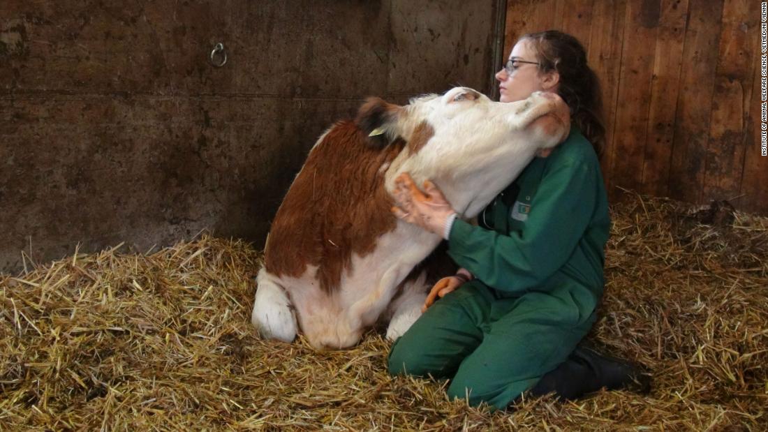 Cows prefer to communicate in person, new reseach suggests | CNN