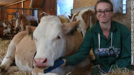 Cattle enjoy being stroked along the underside of their neck, researcher Annika Lange says. 
