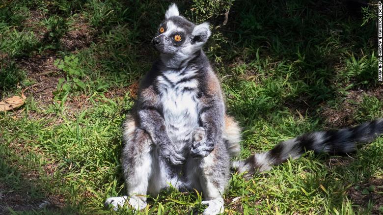 An endangered lemur that went missing from a California zoo turned up at a church playground