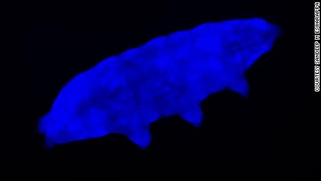 A newly discovered tardigrade strain, Paramacrobiotus BLR, is able to use fluorescence to protect itself from exposure to UV radiation, according to a recent study.