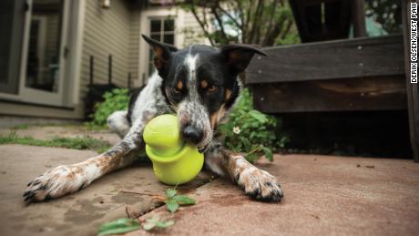 paw dog toys