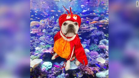 Toad the French bulldog as Sebastian from &quot;The Little Mermaid.&quot;
