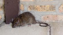 JKGFF1 A rat pictured on a rat trap outside an apartment on Friday, Jul. 21, 2017, in Chicago, IL, USA.