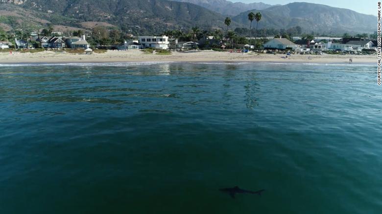 A California shark lab tagged a record number of sharks off the southern coast this year