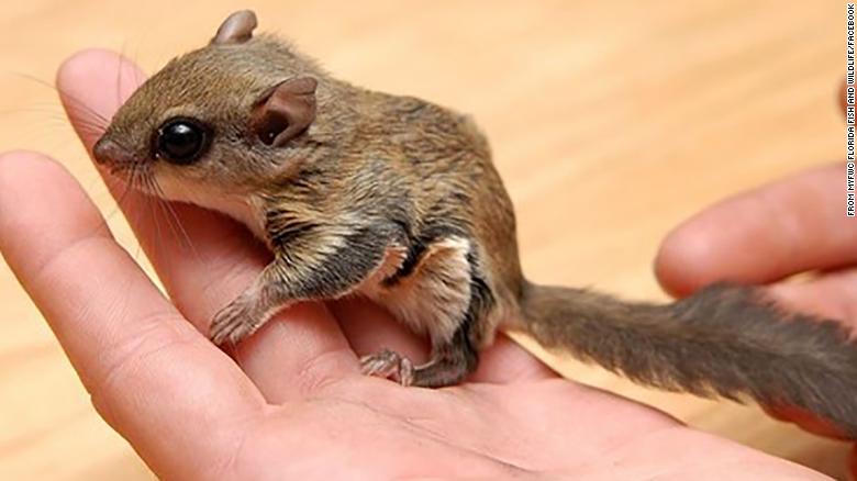 Florida Flying Squirrel Trafficking Operation Officials Say Several 