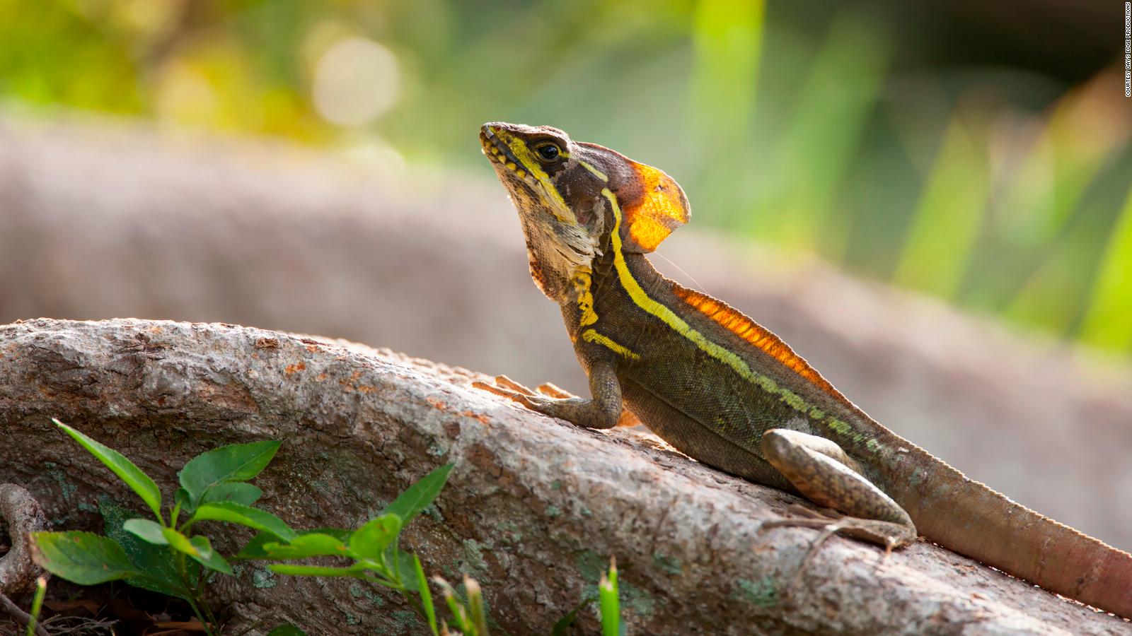 florida-s-falling-lizards-are-getting-used-to-cold-winter-temperatures