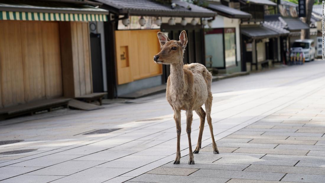 Japanese man invents &#39;edible&#39; plastic bag alternative to save Nara&#39;s sacred deer | CNN Travel