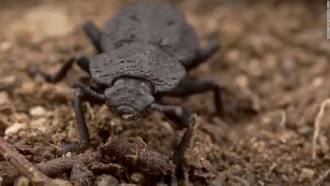 This super-beetle can survive being run over by a car — and help with engineering problems