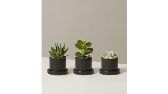 The Sill Succulent Trio