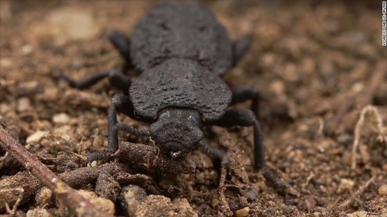 This beetle can get run over by a car and live to tell the tale