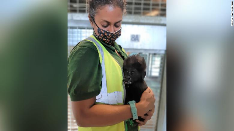 Baby gorilla hand-reared by zookeepers after mother struggles to look after him