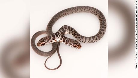 Two-headed snakes won&#39;t last very long in the wild, since both heads could make different decisions.