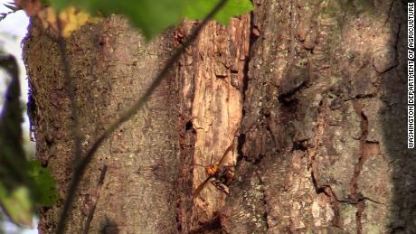 An Asian giant hornet is pictured in a tree at a property near Blaine, Washington, where a nest of the insects was discovered.