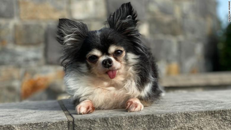 Meet the country’s most heroic canine, a Chihuahua that weighs only 4 pounds