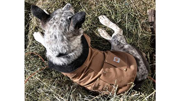 best coats for dogs winter