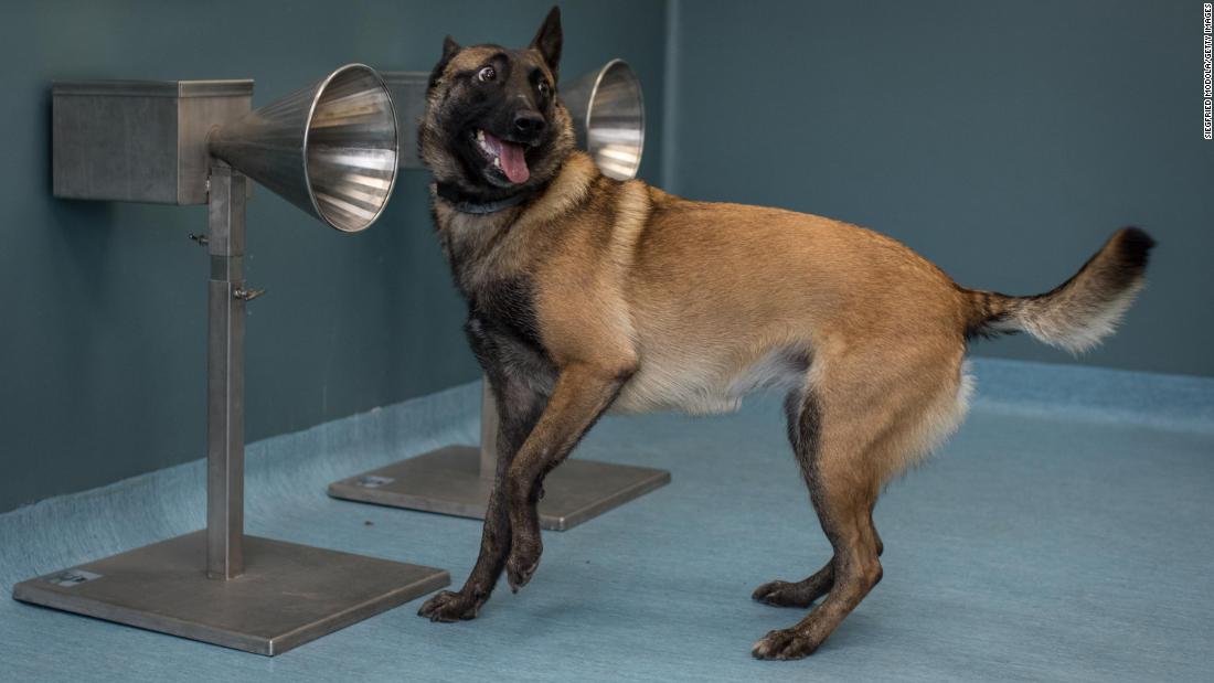 A dog is trained to sniff out Covid-19 at a national veterinary school in Paris on October 15.