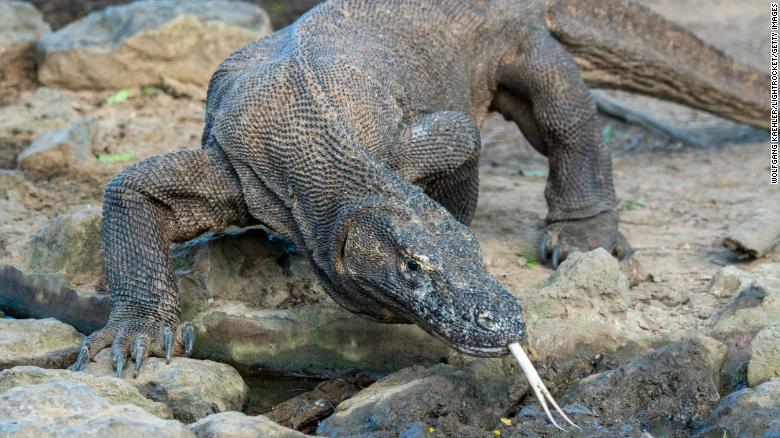 ‘Jurassic Park’ project poses no threat to Komodo dragons, Indonesia says