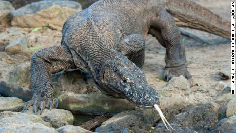 Indonesia&#39;s environment ministry says that precautions are being taken to ensure the safety of the Komodo dragons near the construction site.