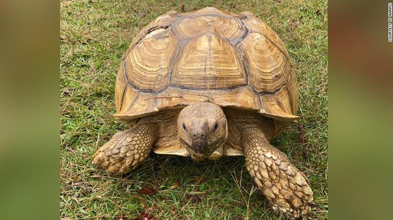 A 200-pound tortoise named Sparkplug broke out of his enclosure and wound up 30 miles away from his Alabama home