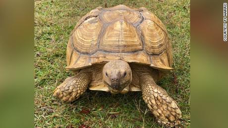 A 200-pound tortoise broke out of his enclosure and wound up 30 miles ...