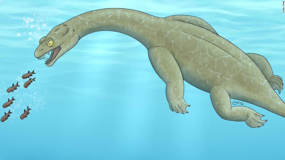 Newly discovered Triassic lizard could float underwater to pick off prey - CNN