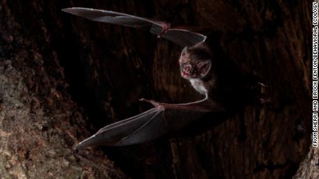 Researchers studied the movements of 31 bats in a hollow tree in Belize. 