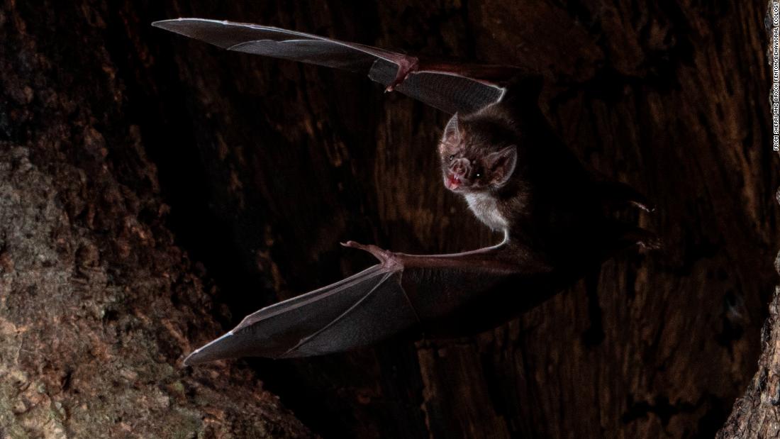 vampire bat hanging upside down