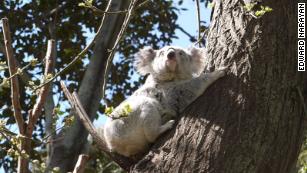 Koala Found In Australian Christmas Tree - Cnn