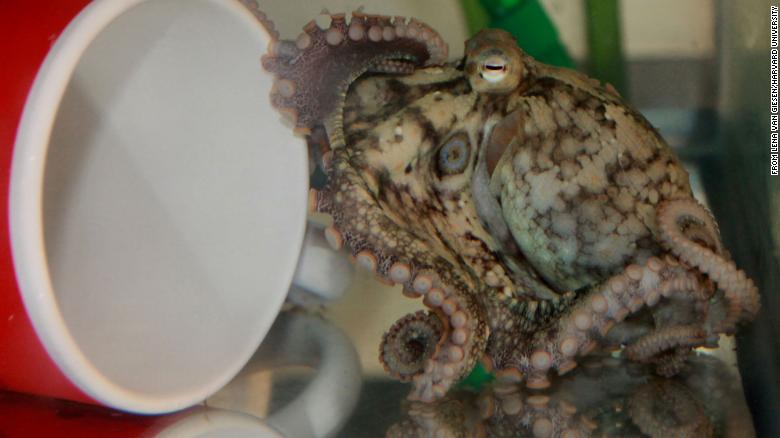 How octopuses taste their meals by touching them, according to a new study