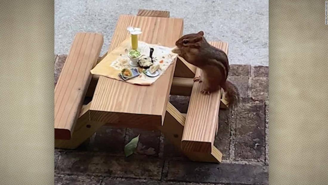 Food writer serves teeny, tiny tacos to chipmunk