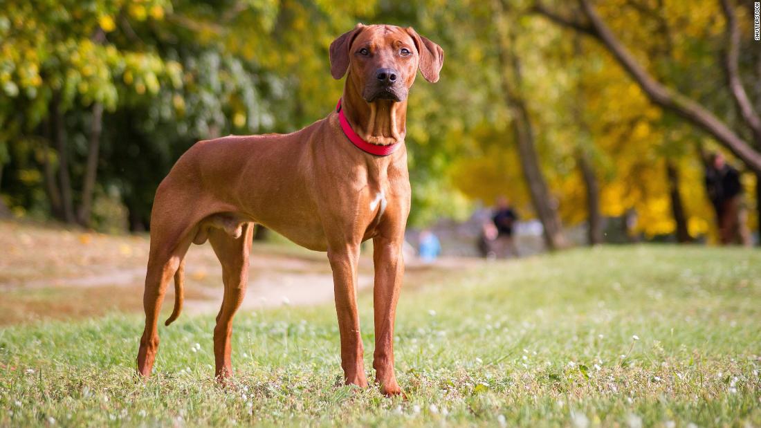 Bark Control Collar for Dogs - Orange