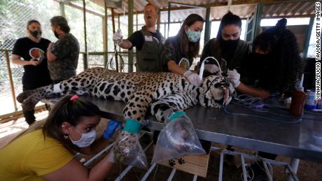 Staff members treat a wounded jaguar at an animal protection center in Goias State, Brazil, on September 27, 2020.