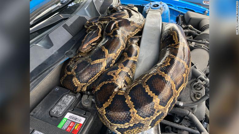 Florida wildlife officials captured a 10-foot-long python that had snaked its way into a Ford Mustang